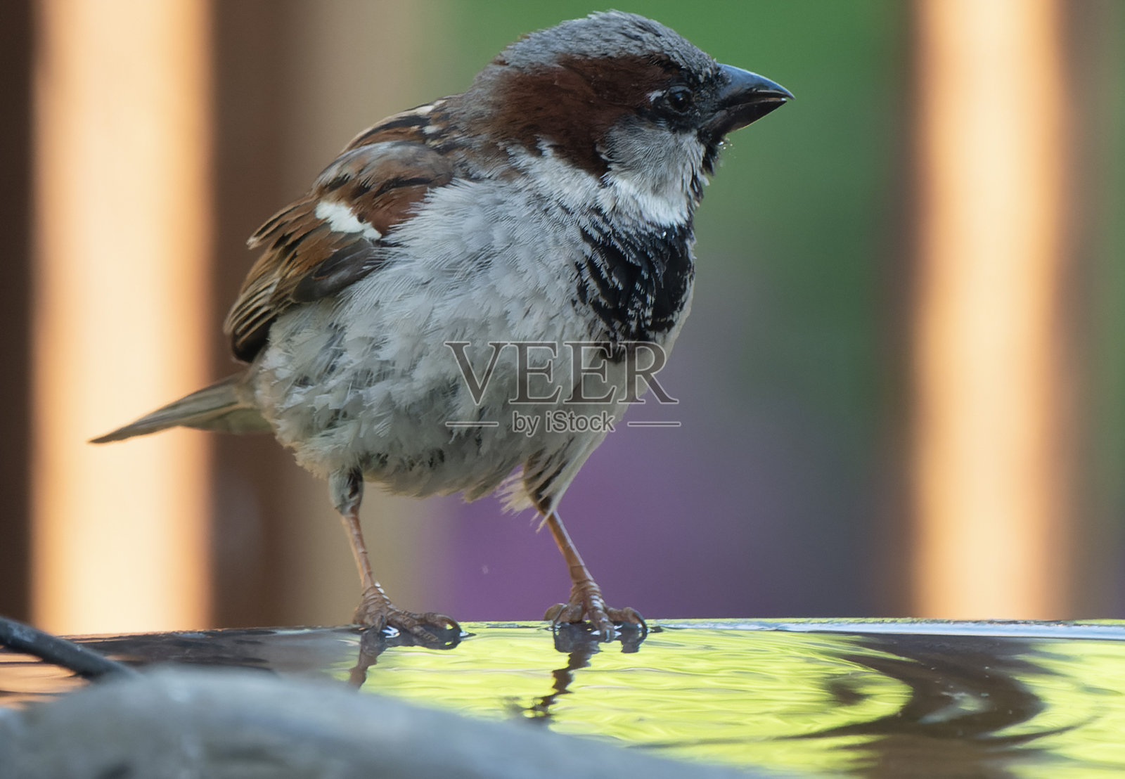 一只在甜饲料上的麻雀照片摄影图片