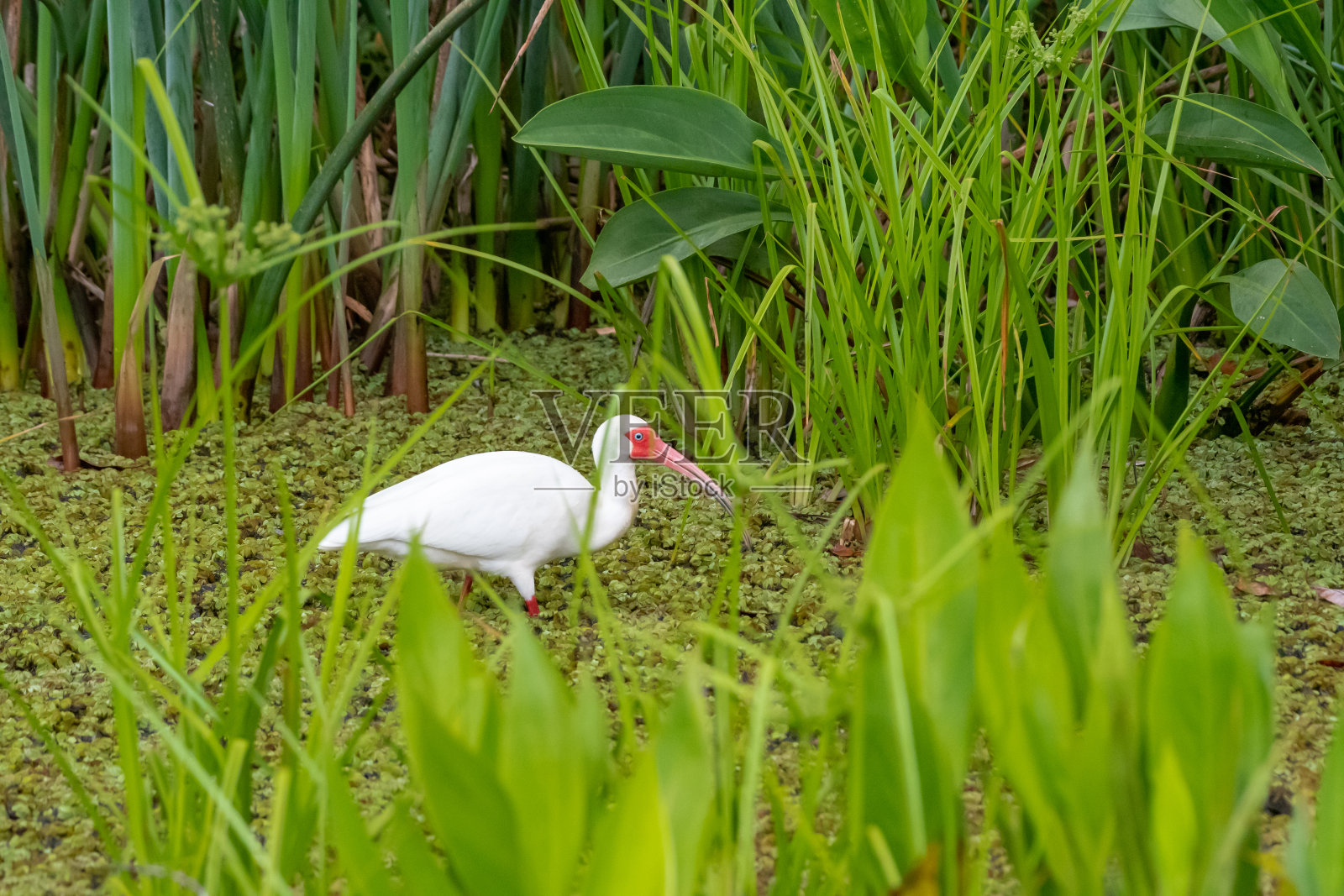 沼泽里的白朱鹭照片摄影图片