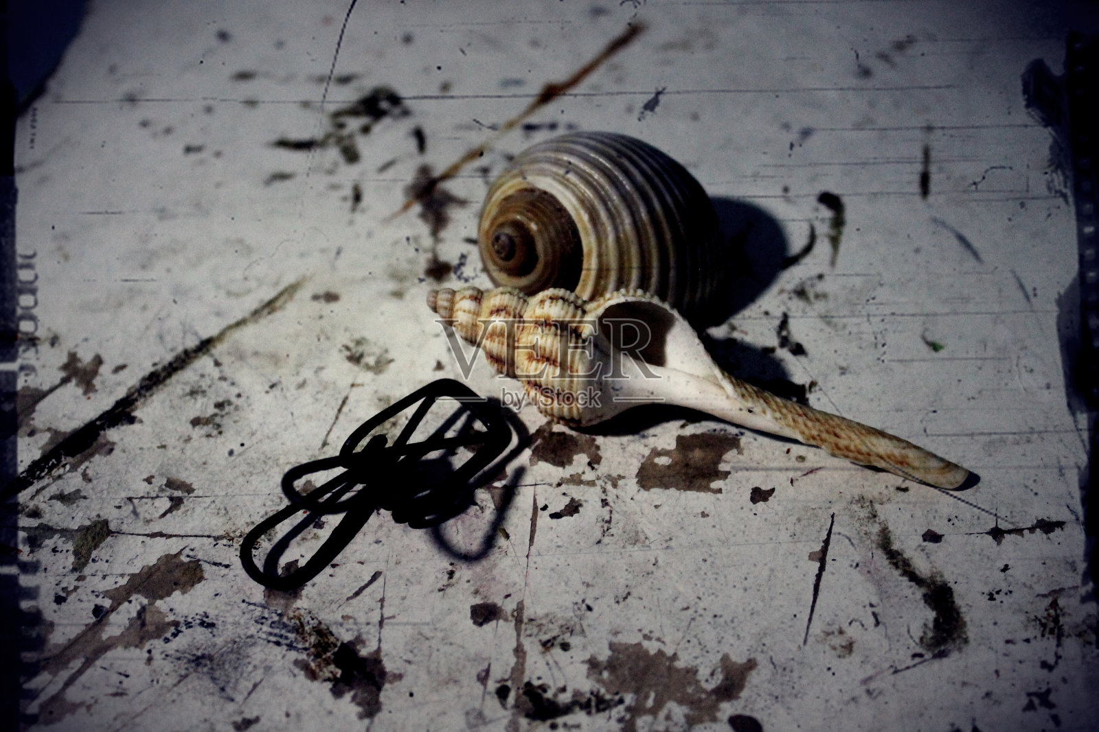 蜗牛。照片摄影图片