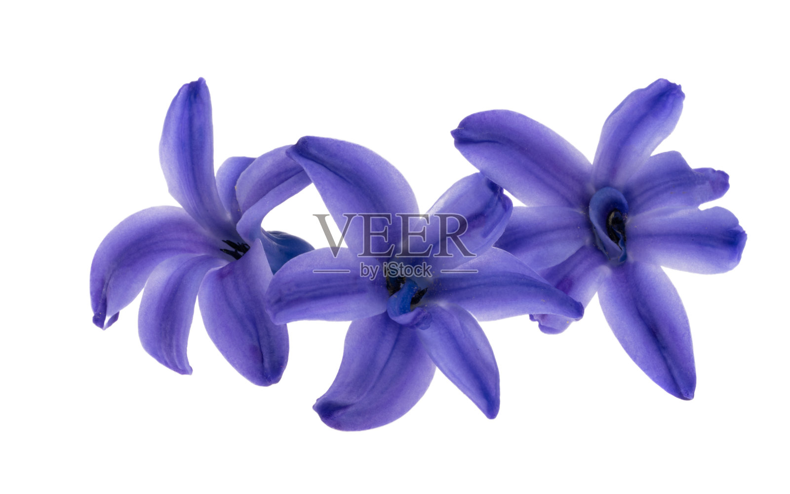 风信子花分离照片摄影图片