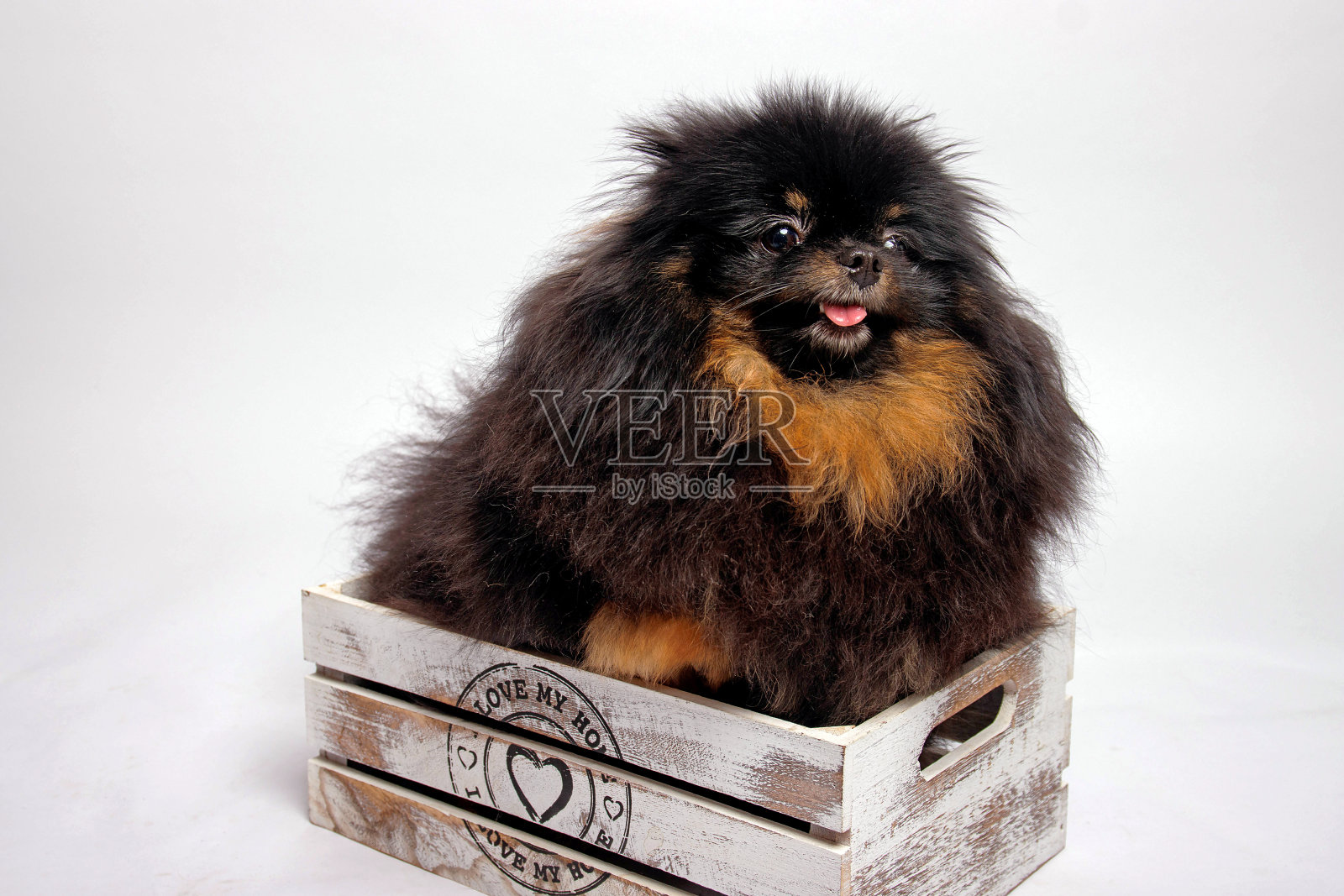 黑色波美拉尼亚狗在工作室白色背景。照片摄影图片