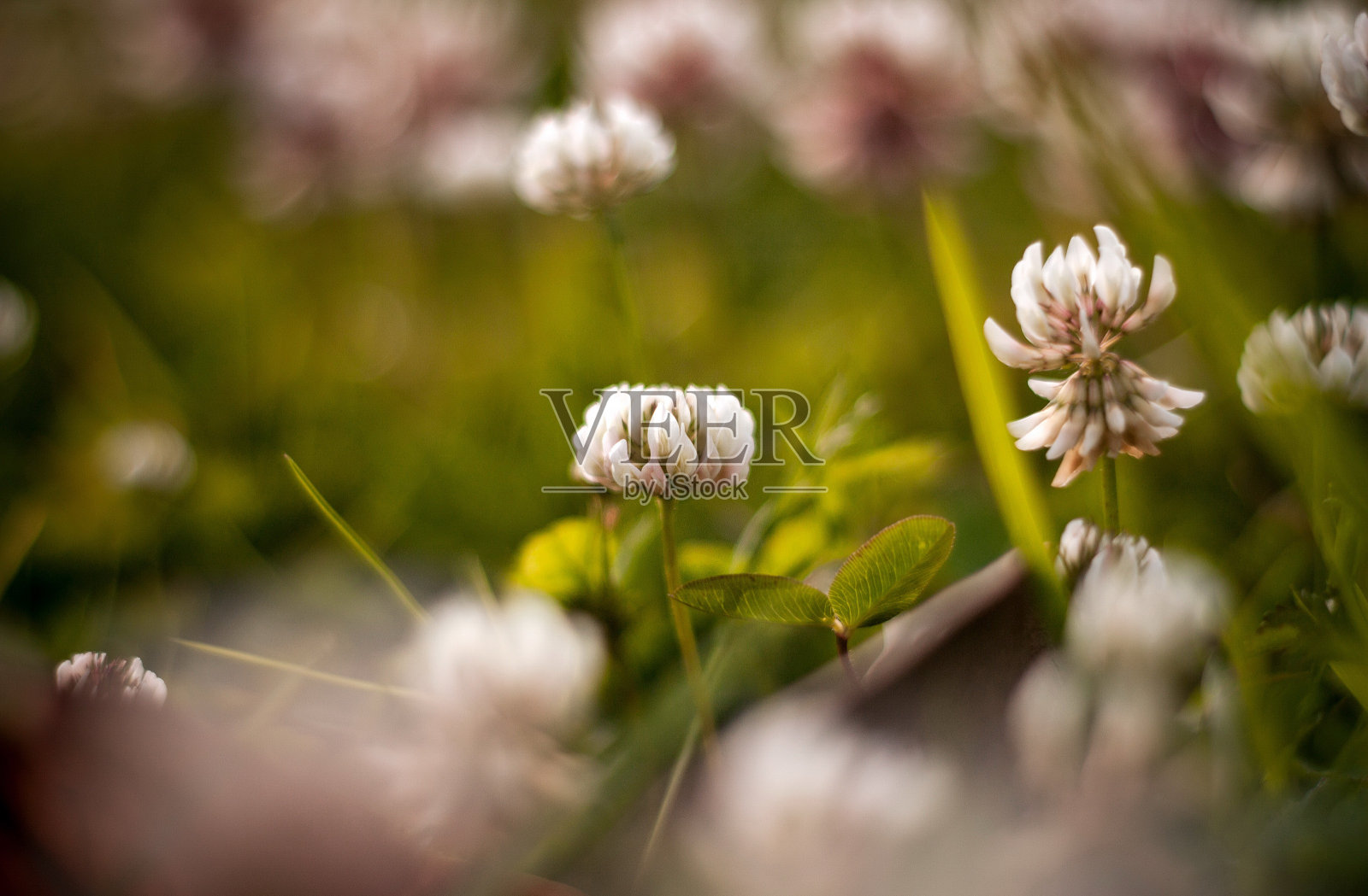 春草花开照片摄影图片