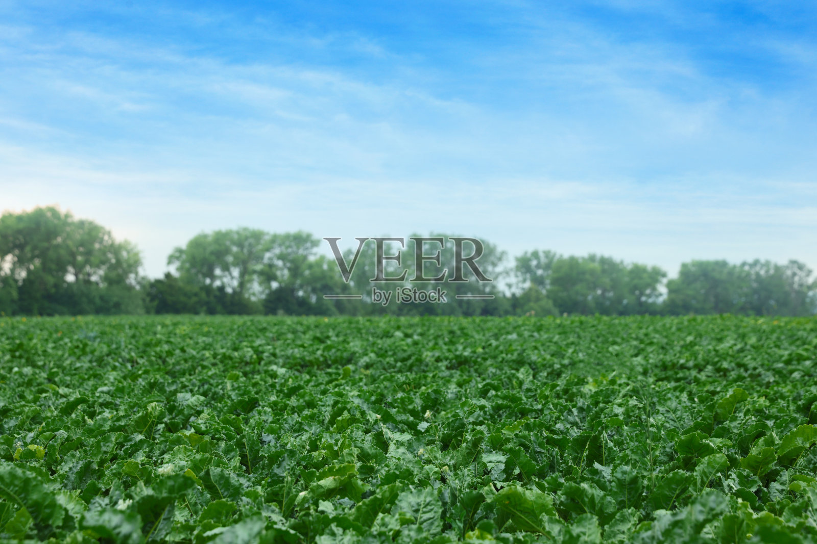田野里生长的甜菜植物的美丽景色照片摄影图片