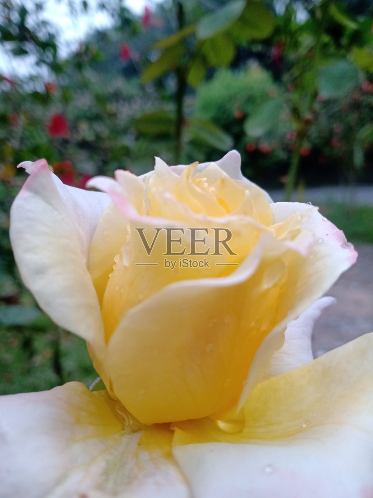 黄色的衣服照片摄影图片