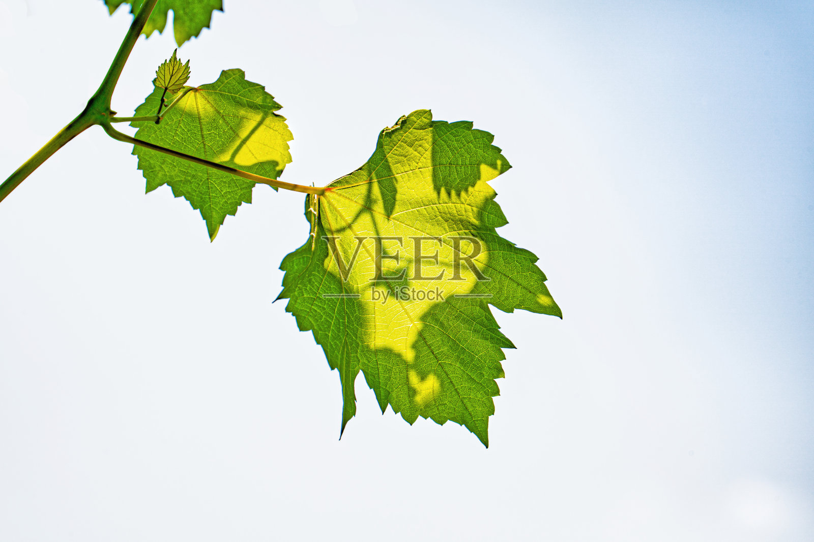 一片绿叶在阳光下映衬着蓝天照片摄影图片