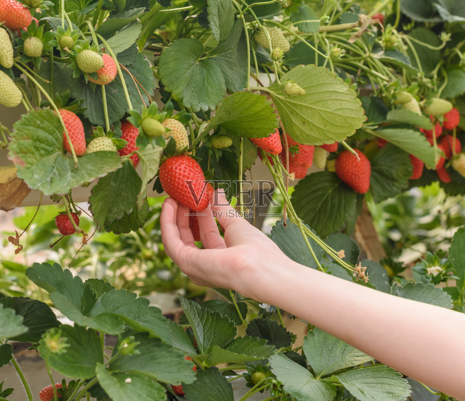 女孩的手收集着又大又熟又红的天然草莓照片摄影图片