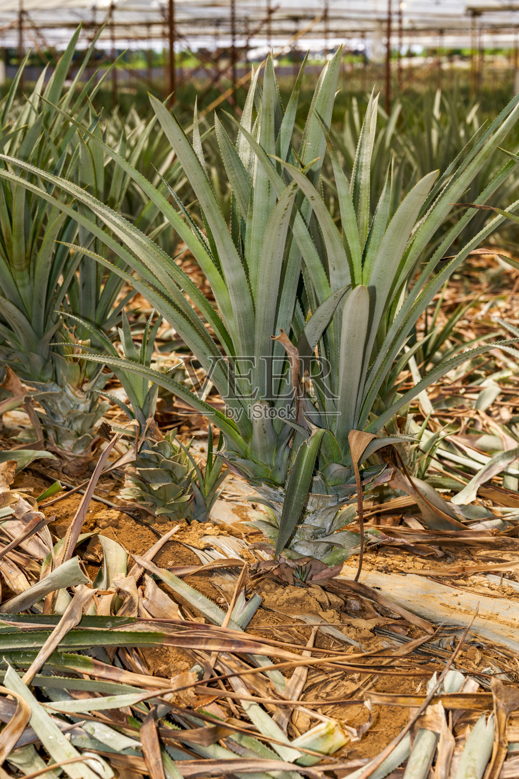 菠萝生长在果园的温室里照片摄影图片