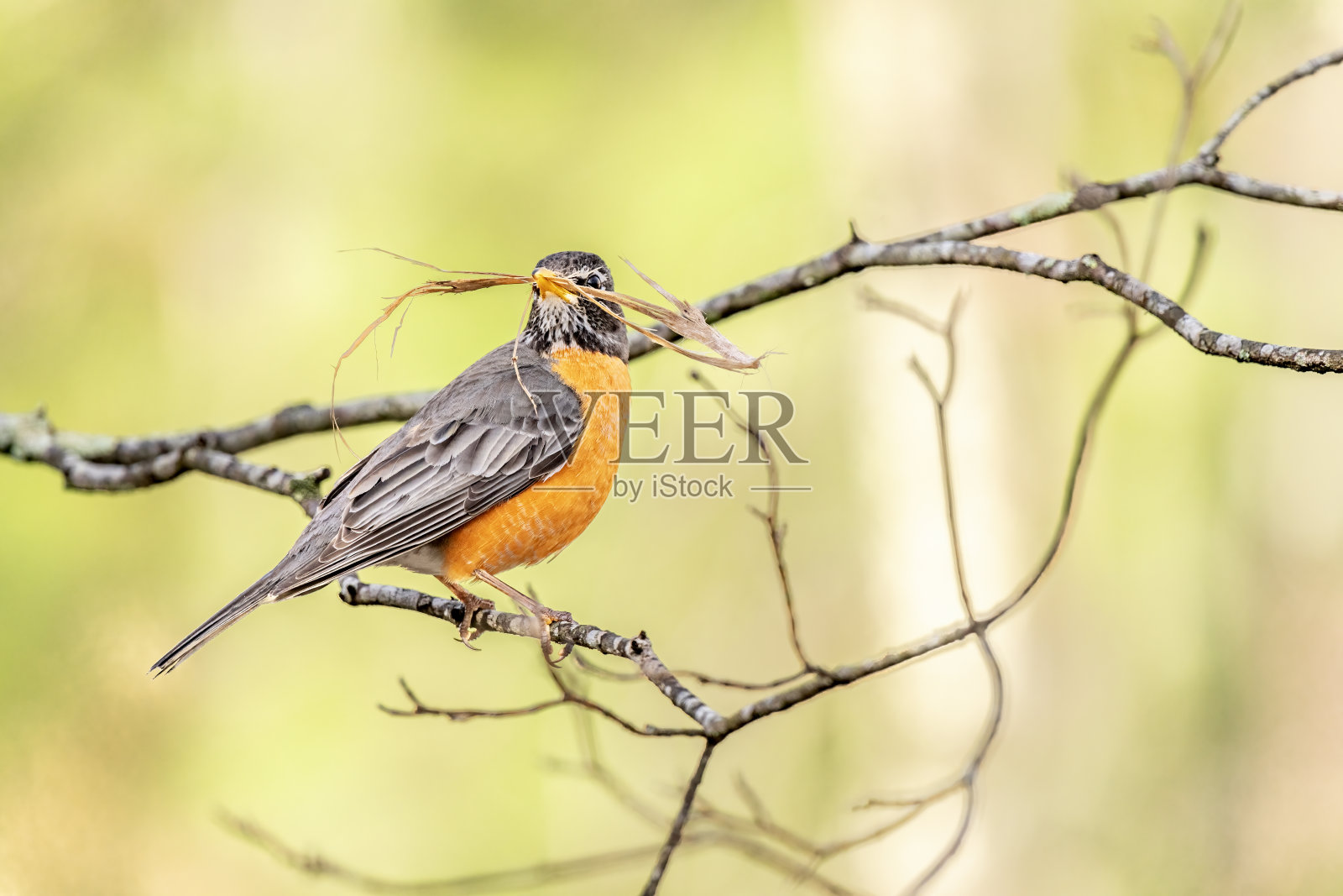 在树枝上的美洲知更鸟照片摄影图片