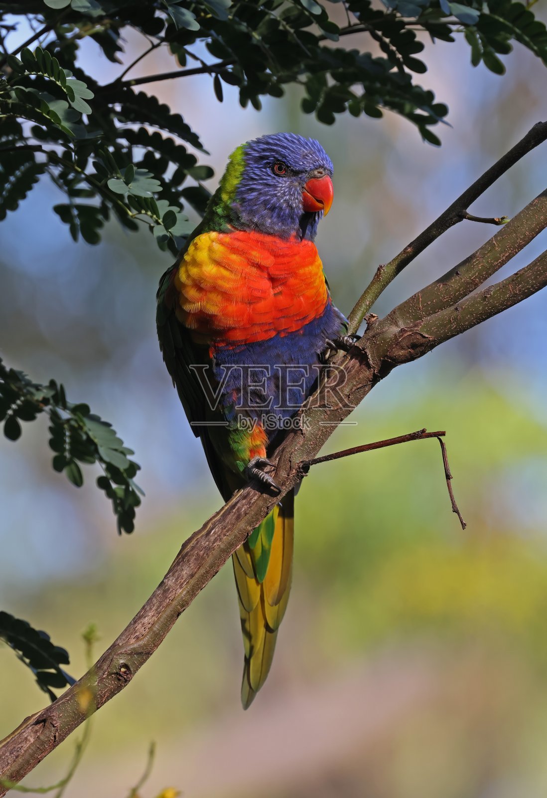 彩虹吸蜜鹦鹉照片摄影图片