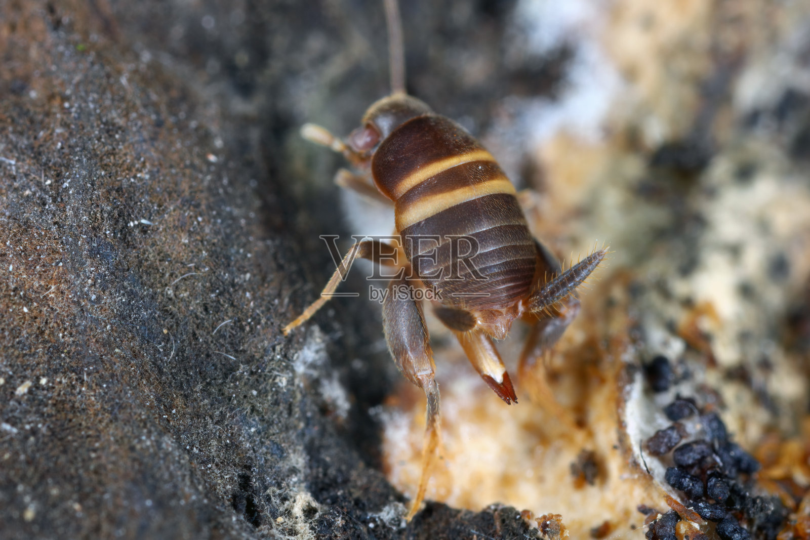 蚂蚁蟋蟀，蚁巢蟋蟀，蚁巢蟋蟀(蚁巢蟋蟀)。蝇蛆科直翅目昆虫。照片摄影图片