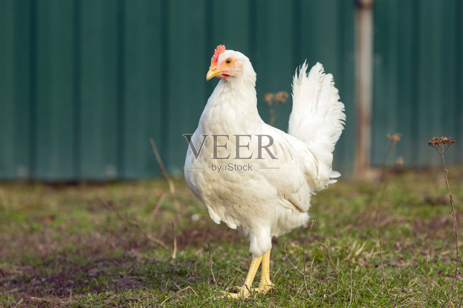 草地背景上的白鸡特写。照片摄影图片