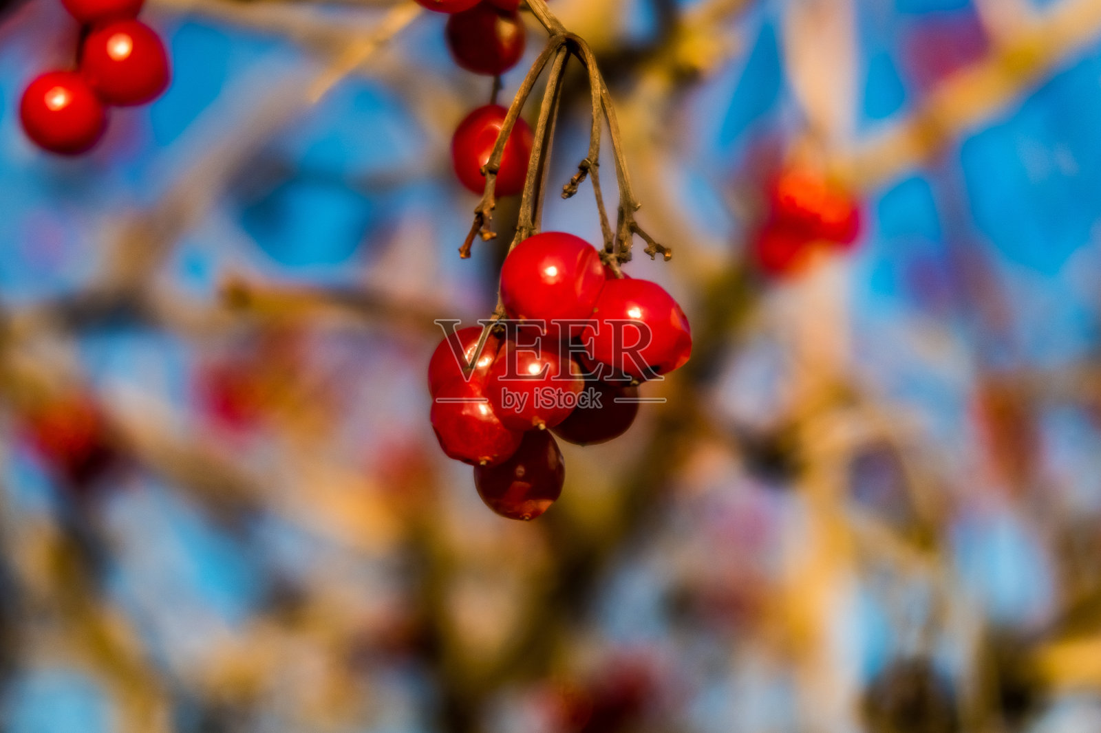 浆果照片摄影图片