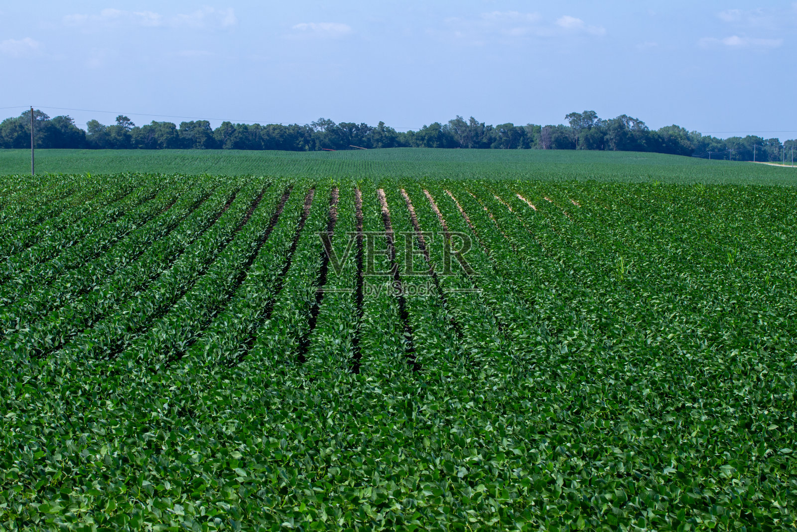 田地里一排排的大豆照片摄影图片