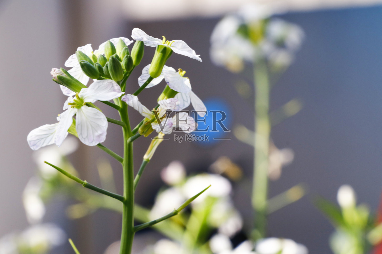 杜鹃花盛开于园中，选择性聚焦。照片摄影图片