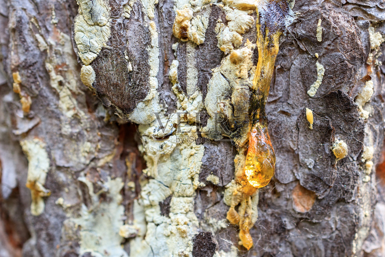 松木上的树脂纹理，黄色树脂的特写照片摄影图片