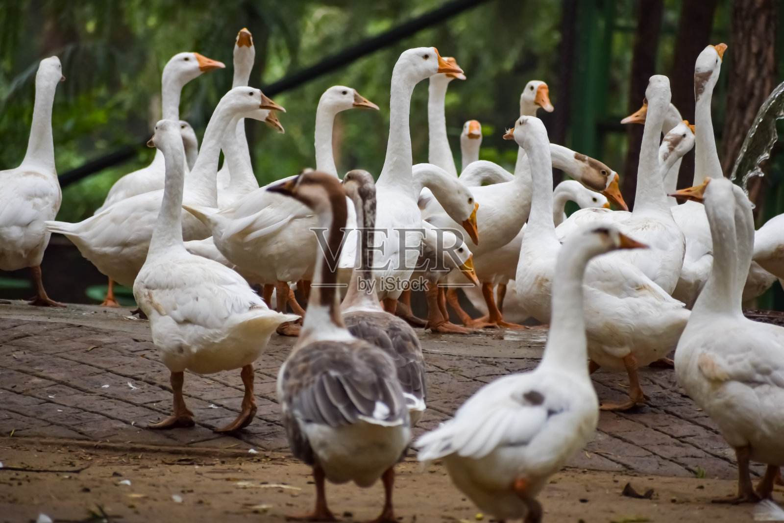近距离拍摄印度德里罗迪花园内的白鸭子，看鸭子在晚上的细节和表情照片摄影图片