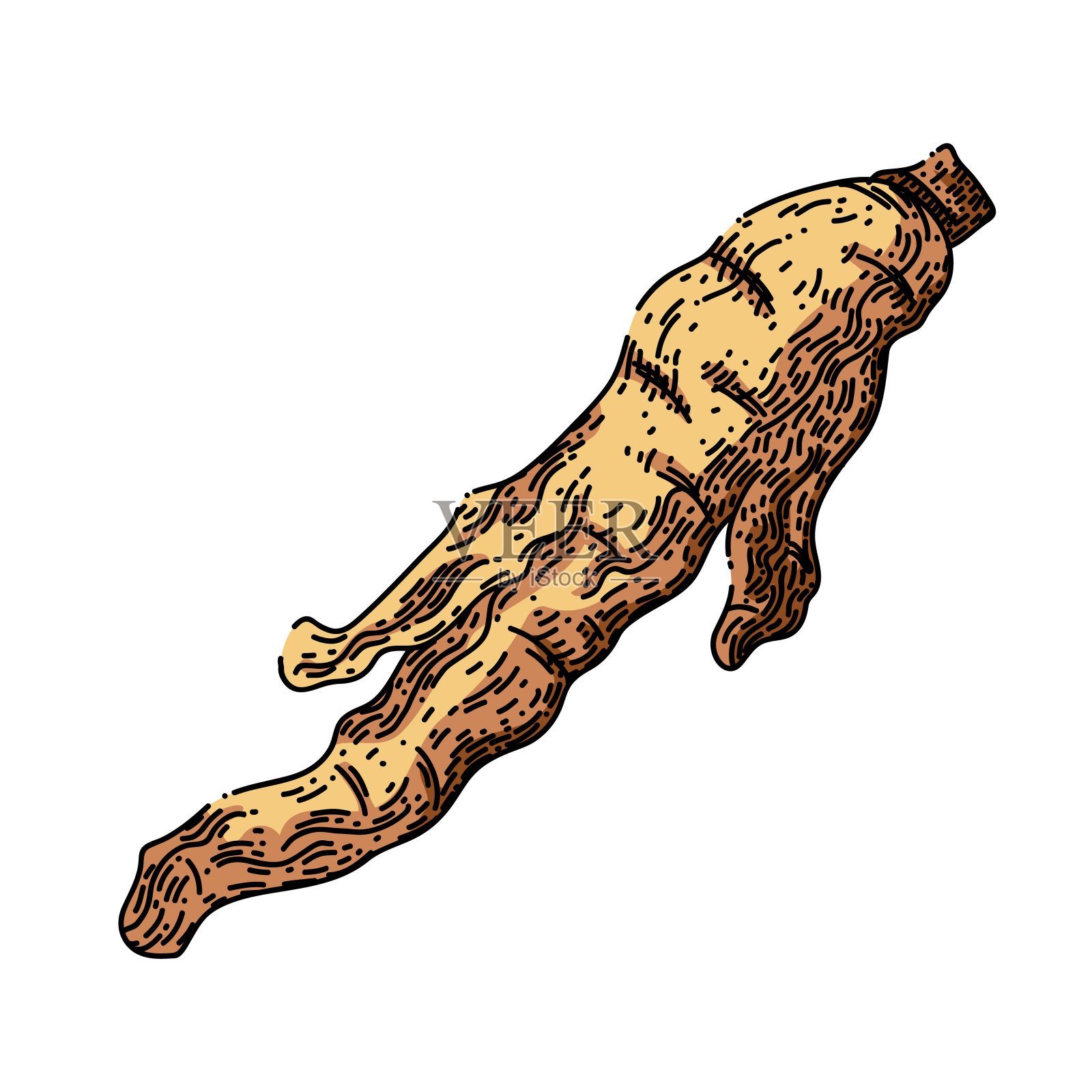 人参根干素描手绘矢量插画图片素材