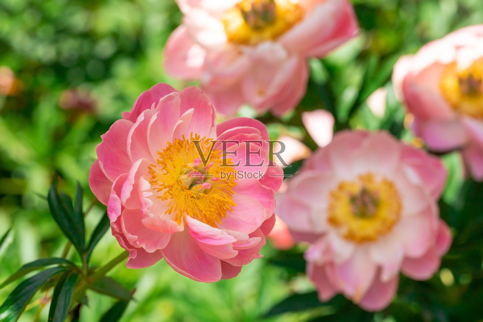 橙红色牡丹花照片摄影图片