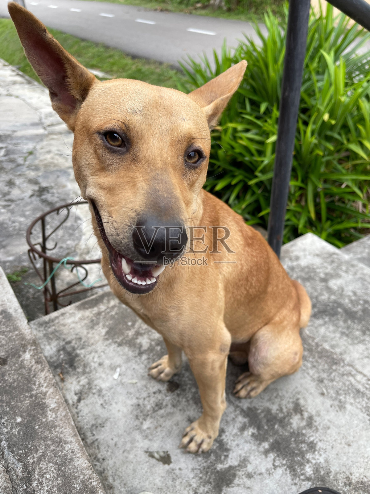 一只棕色的狗坐在屋前的砖阶上照片摄影图片