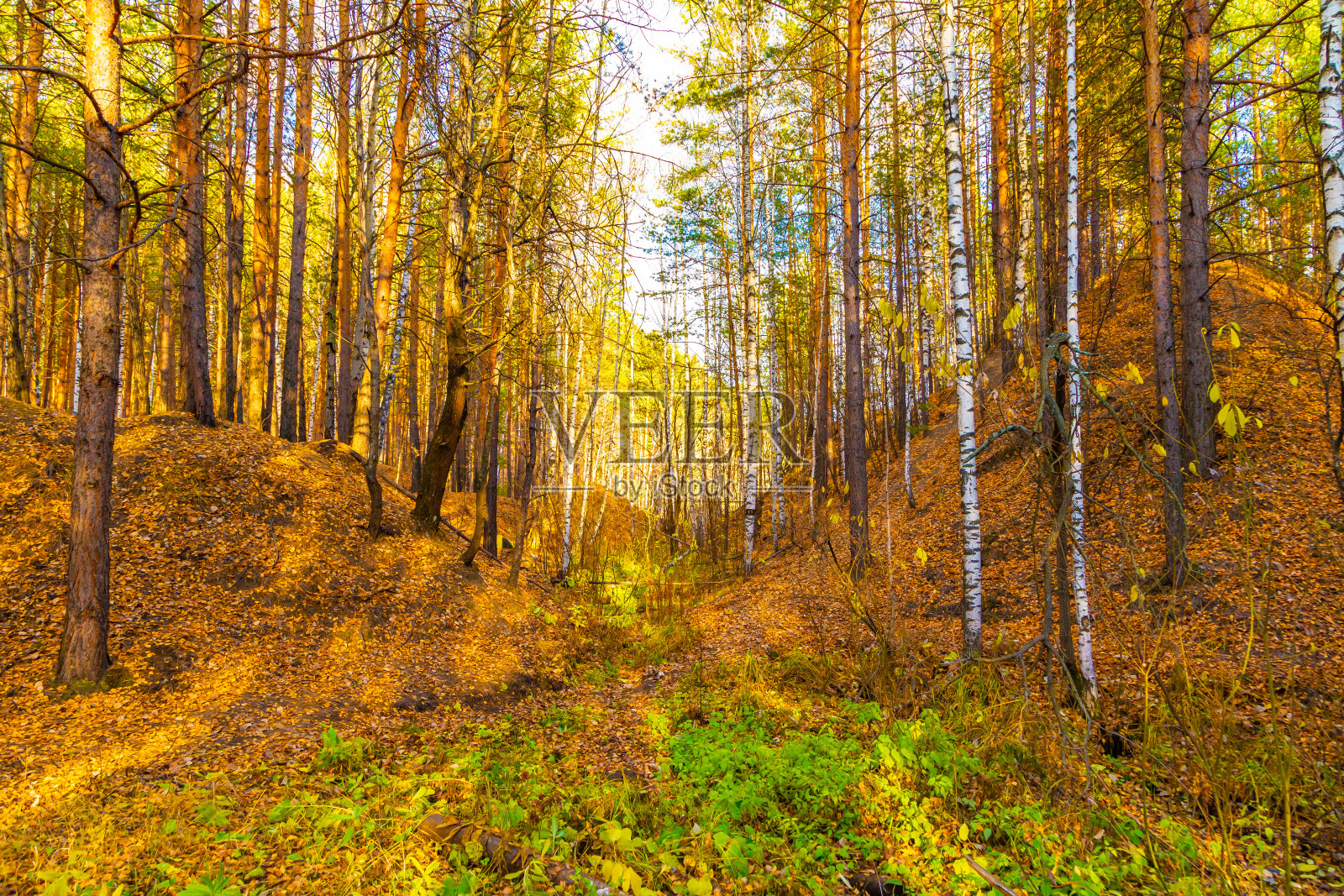 路在秋林黄叶间，秋日夕阳暖阳照片摄影图片