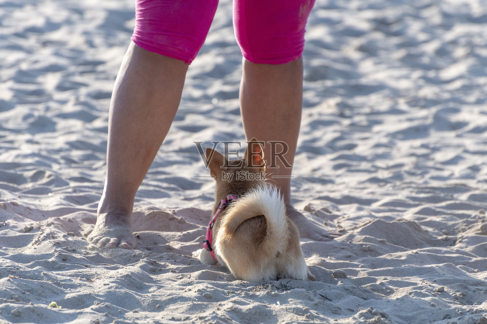 狗蹲在沙滩上照片摄影图片