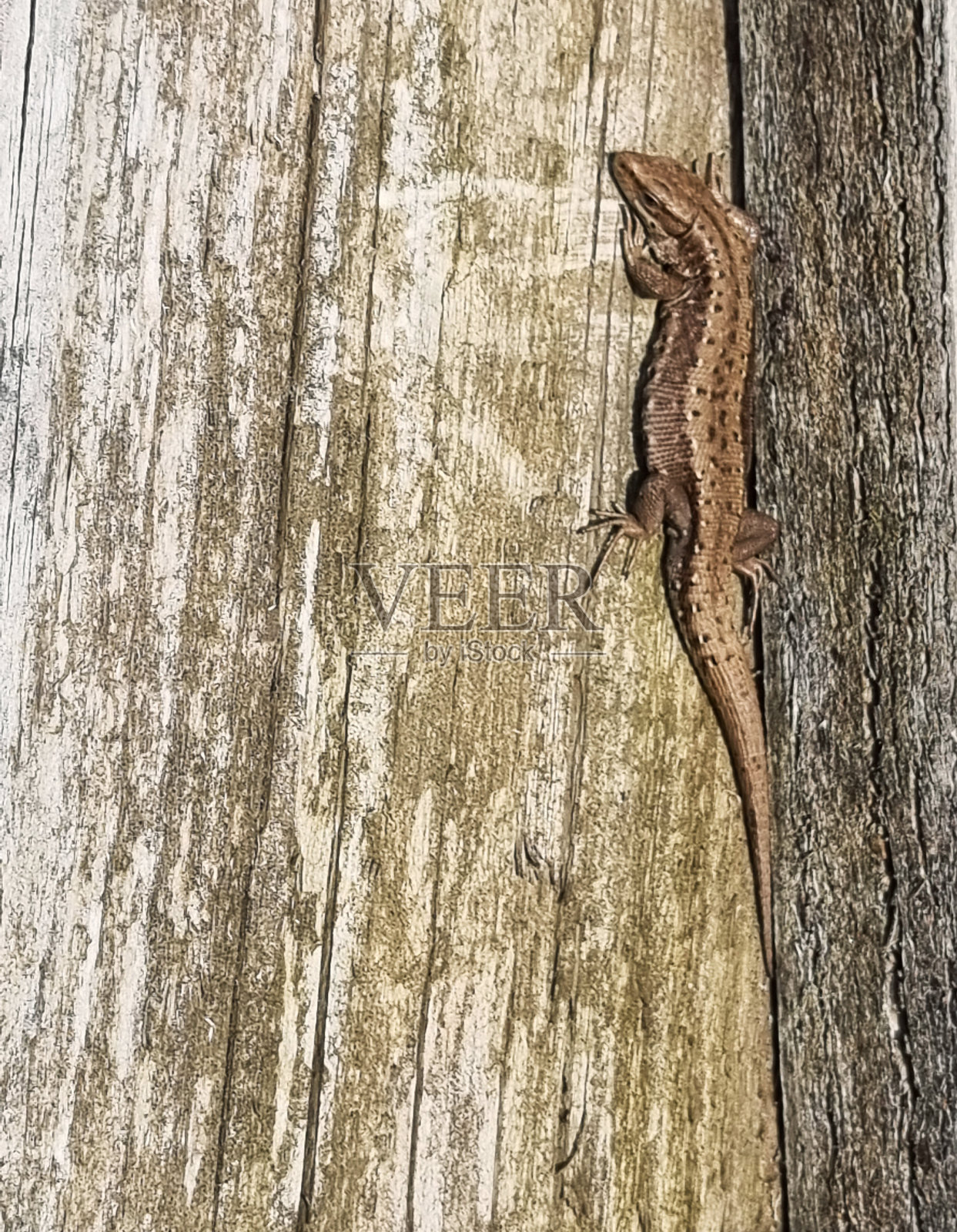 木板上的蜥蜴。蜥蜴在晒太阳。有选择性的重点照片摄影图片