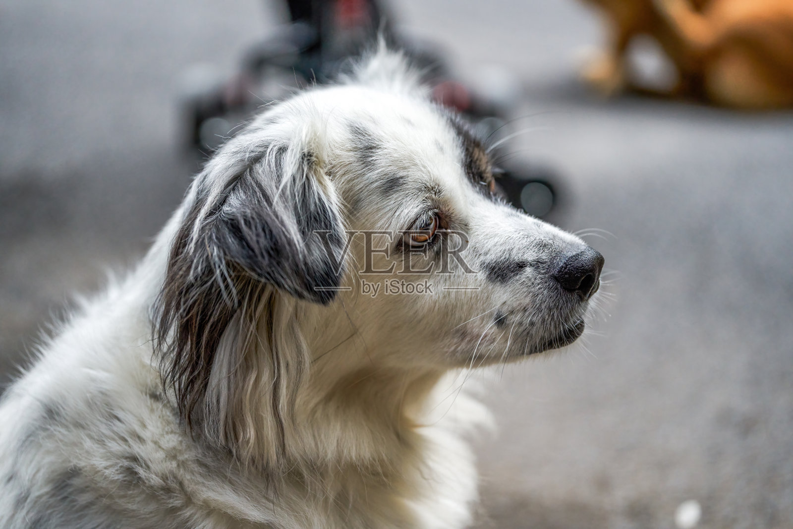 一只可爱的黑白杂交狗照片摄影图片