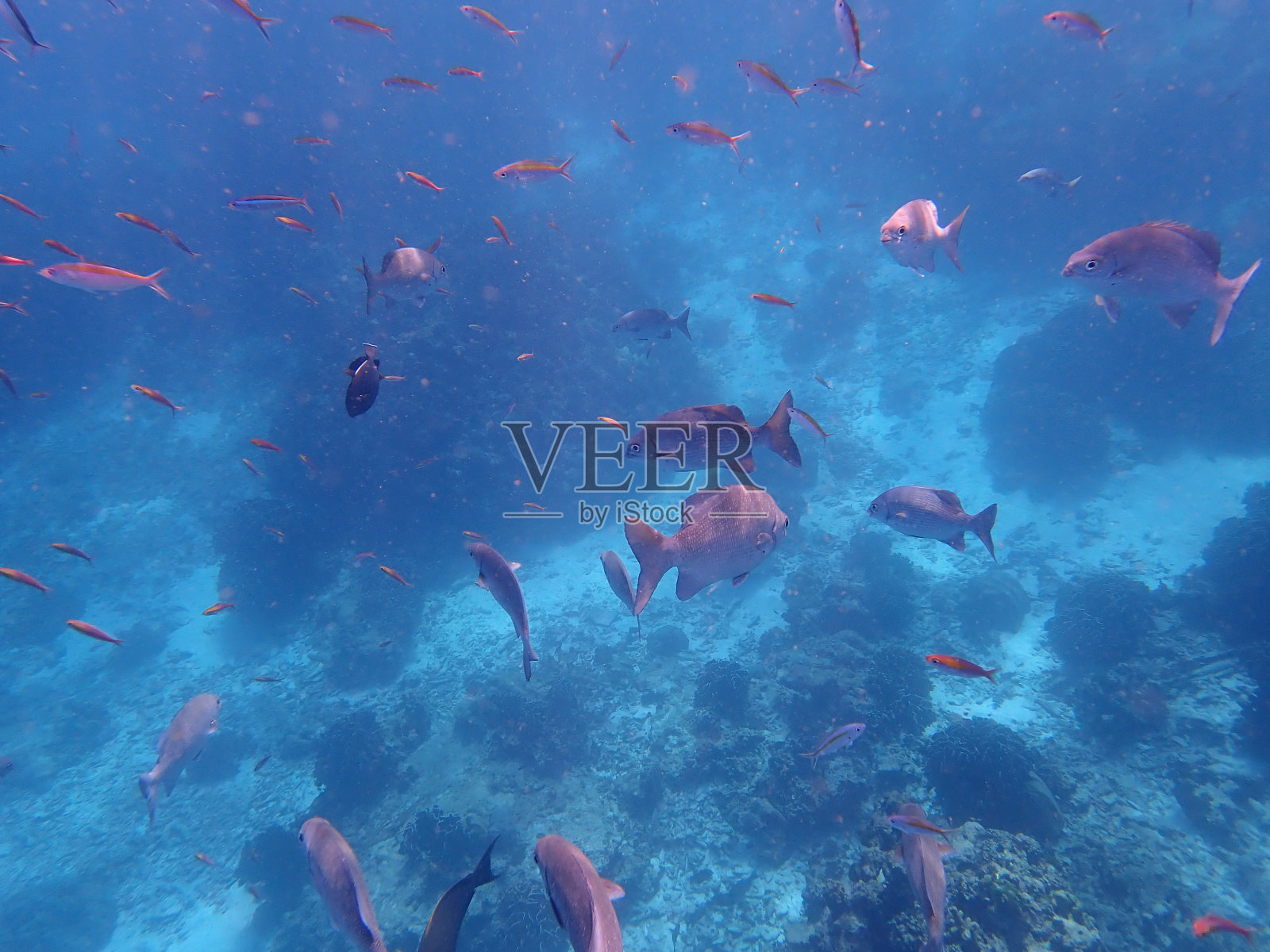 斯米兰国家公园里的鱼照片摄影图片