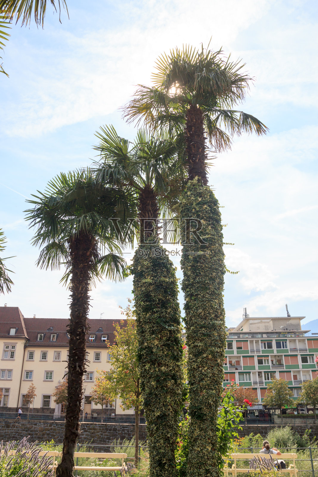 意大利南蒂罗尔，梅拉诺的棕榈树照片摄影图片