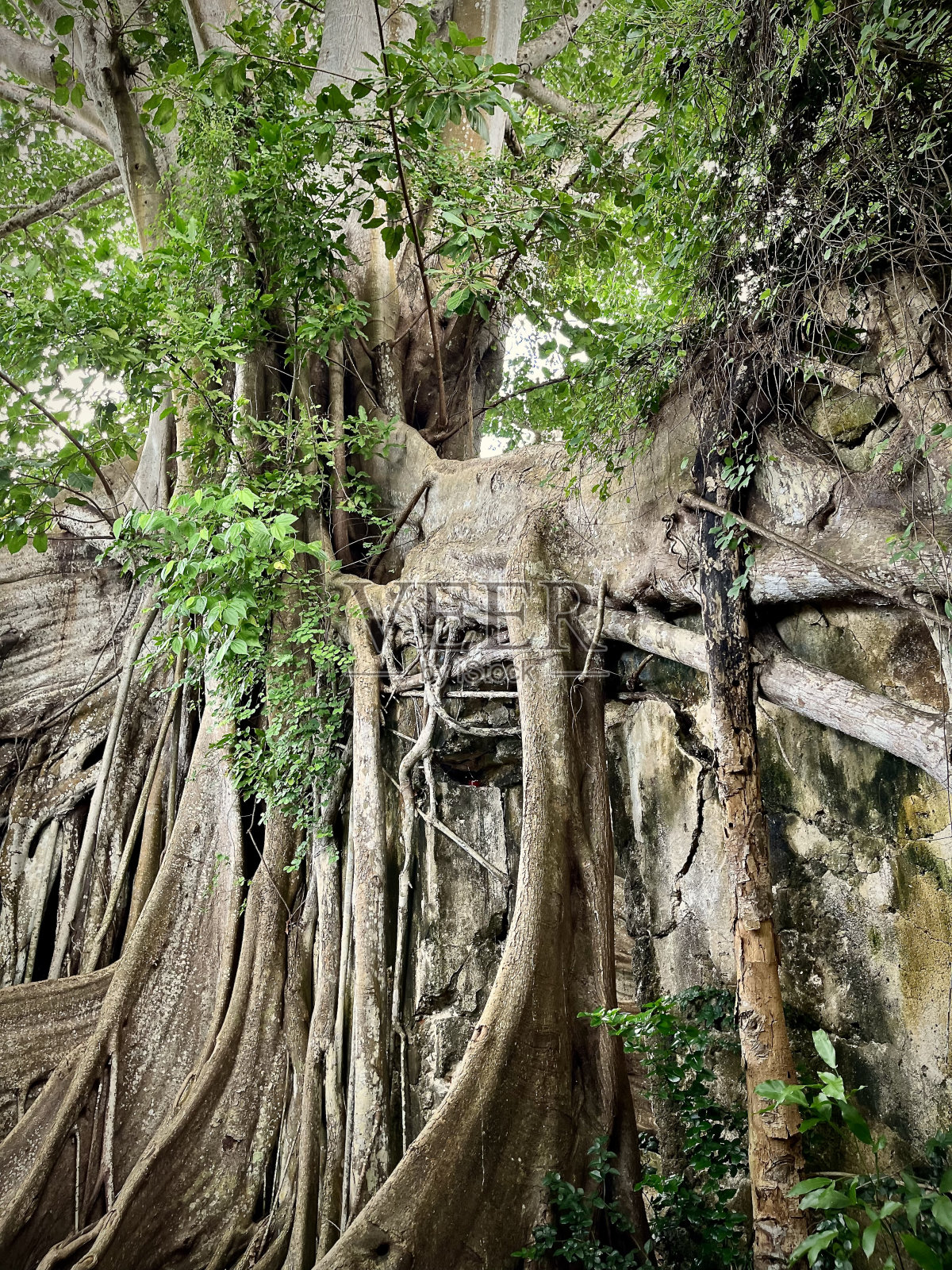 带有热带植被的废墟照片摄影图片