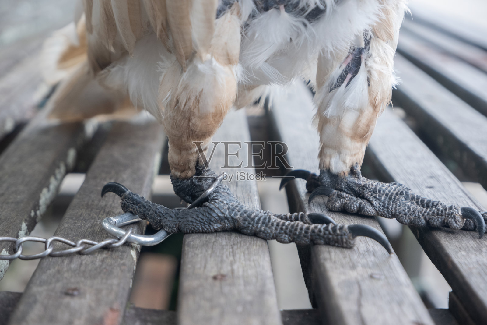 选择性地关注束缚鸟腿的锁链。软的焦点。保护珍稀濒危动物的概念图照片摄影图片