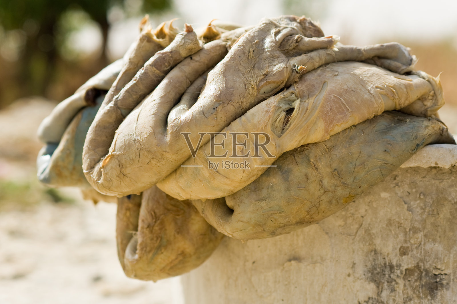 非洲塞内加尔某制革厂的皮革生产照片摄影图片