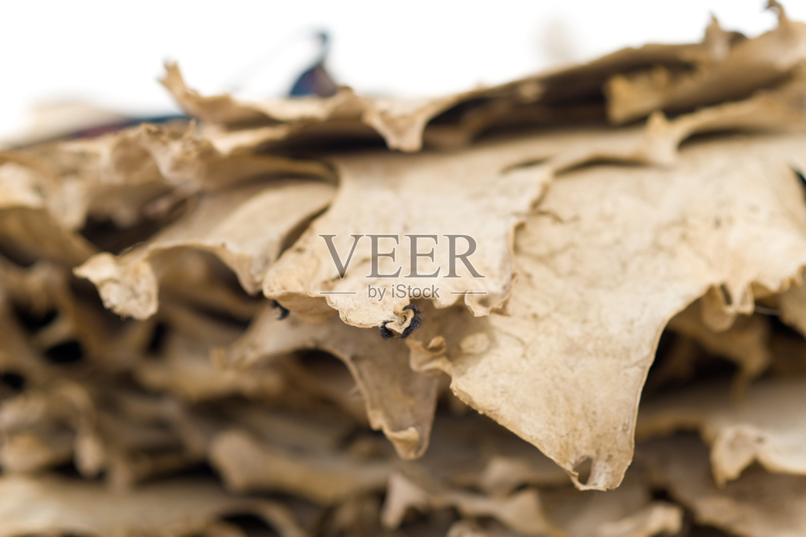 非洲塞内加尔某制革厂的皮革生产照片摄影图片