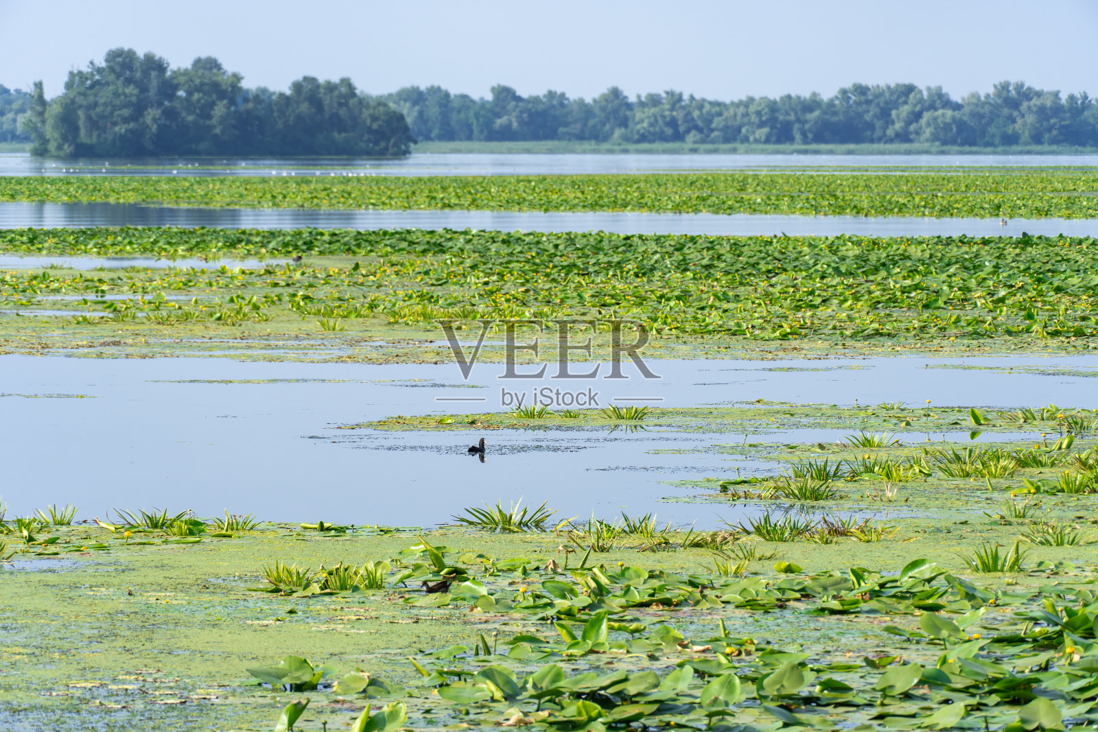 缓缓流动的河流上长满了黄色的睡莲。照片摄影图片