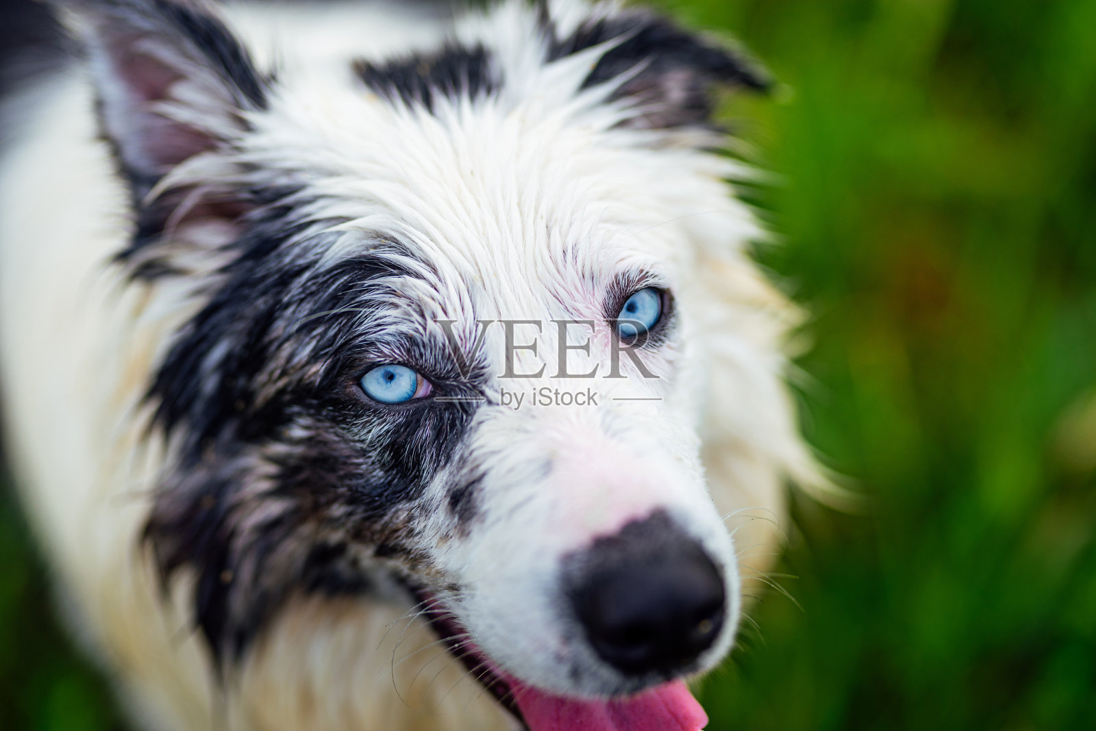 边境牧羊犬，蓝色山鸟色犬照片摄影图片