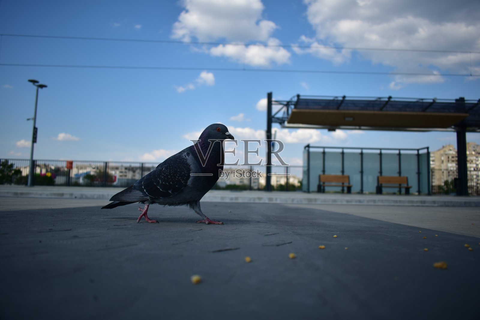 鸽子吃东西的特写照片摄影图片