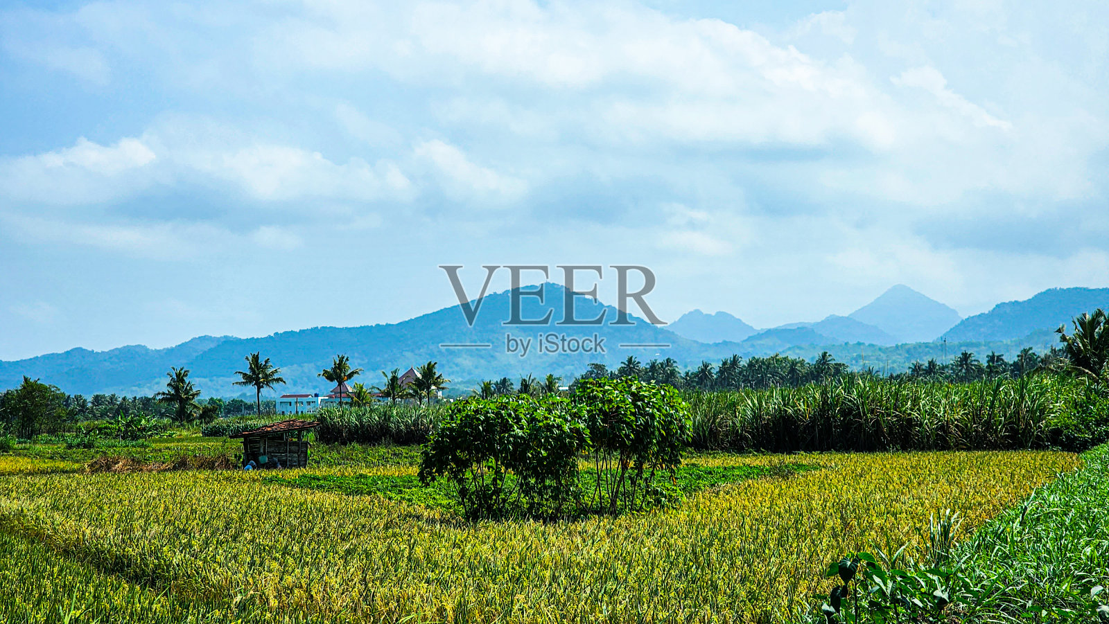 稻田照片摄影图片