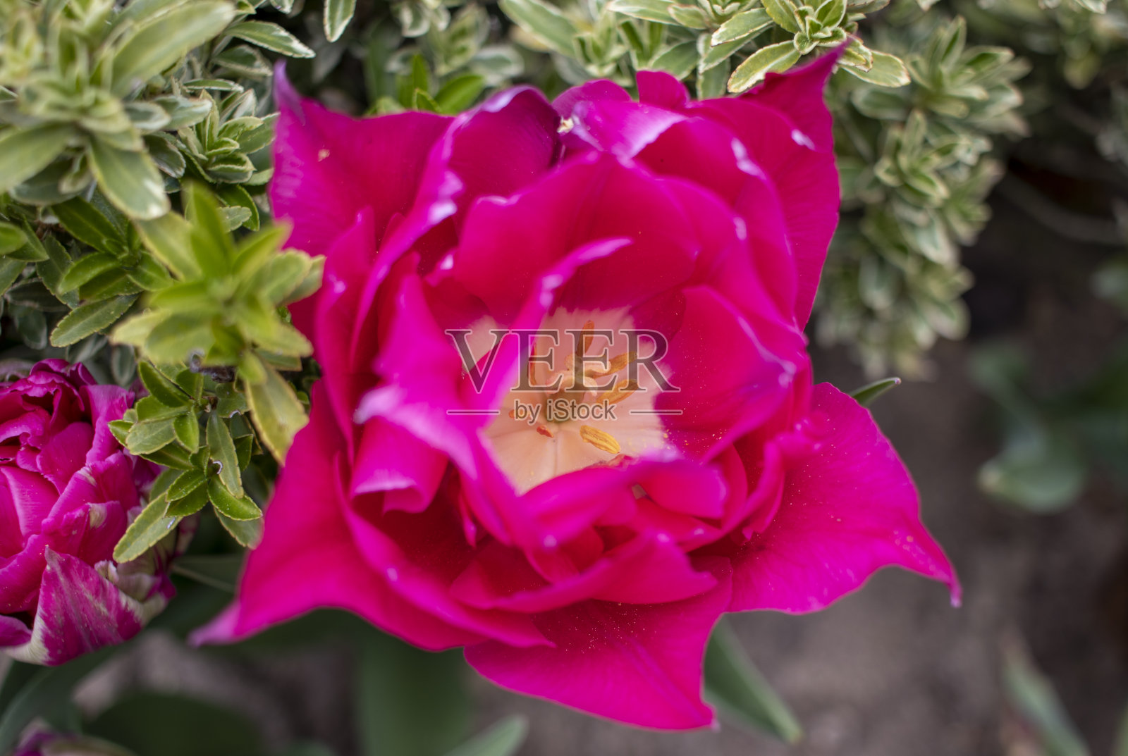 粉红色郁金香的特写，卷曲的叶子。照片摄影图片