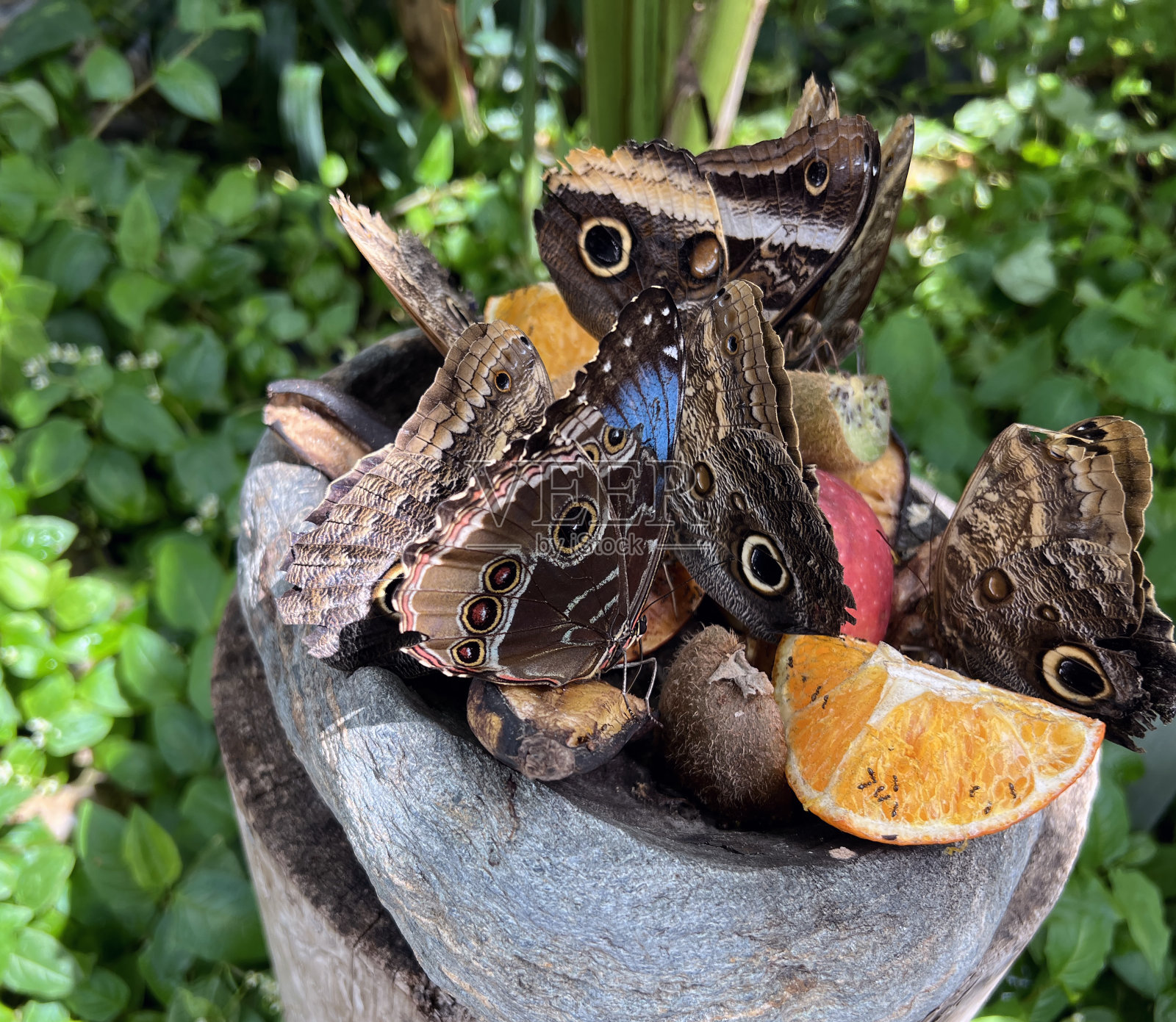 热带蝴蝶正在吃橘子和猕猴桃片。特写镜头。照片摄影图片