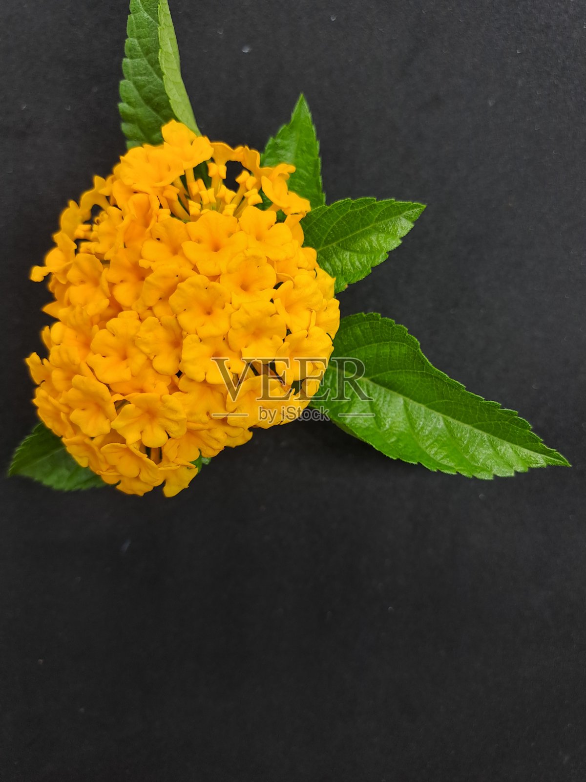 美丽的束黄色camara花与黑色背景照片摄影图片