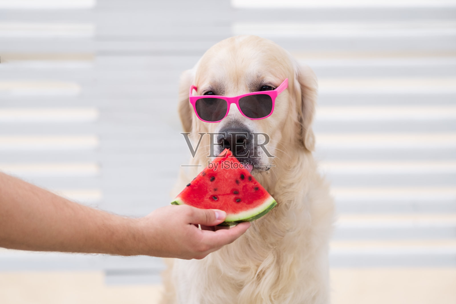 可爱有趣的狗在夏天戴着太阳镜吃西瓜。金毛猎犬咬着主人手中的水果照片摄影图片