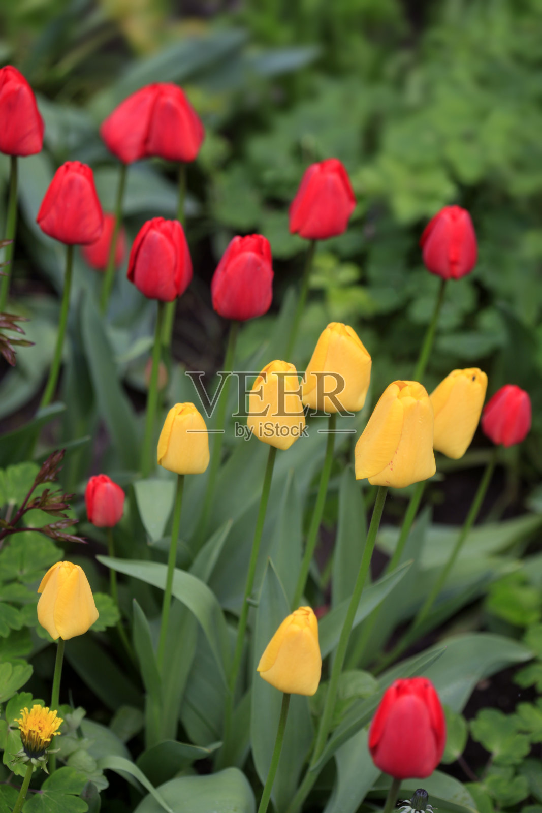 春天花园里五颜六色的郁金香照片摄影图片