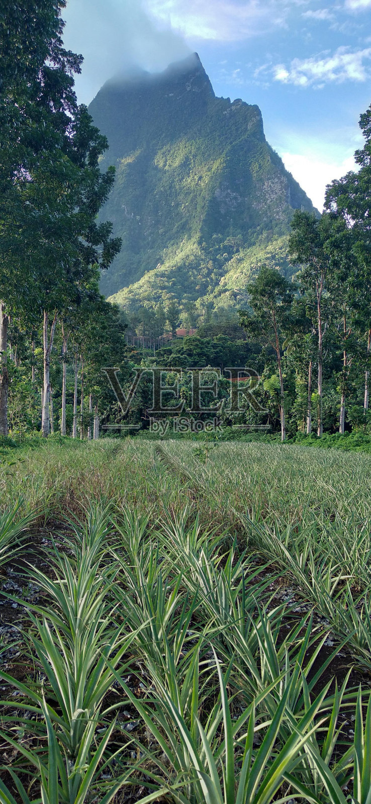 莫雷亚的菠萝田照片摄影图片