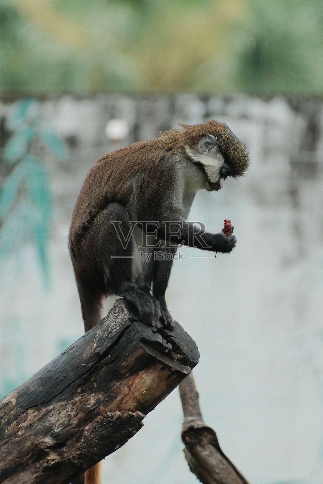 好奇的猴子栖息在一根树枝上，在动物园的自然栖息地享受着多汁的水果小吃照片摄影图片
