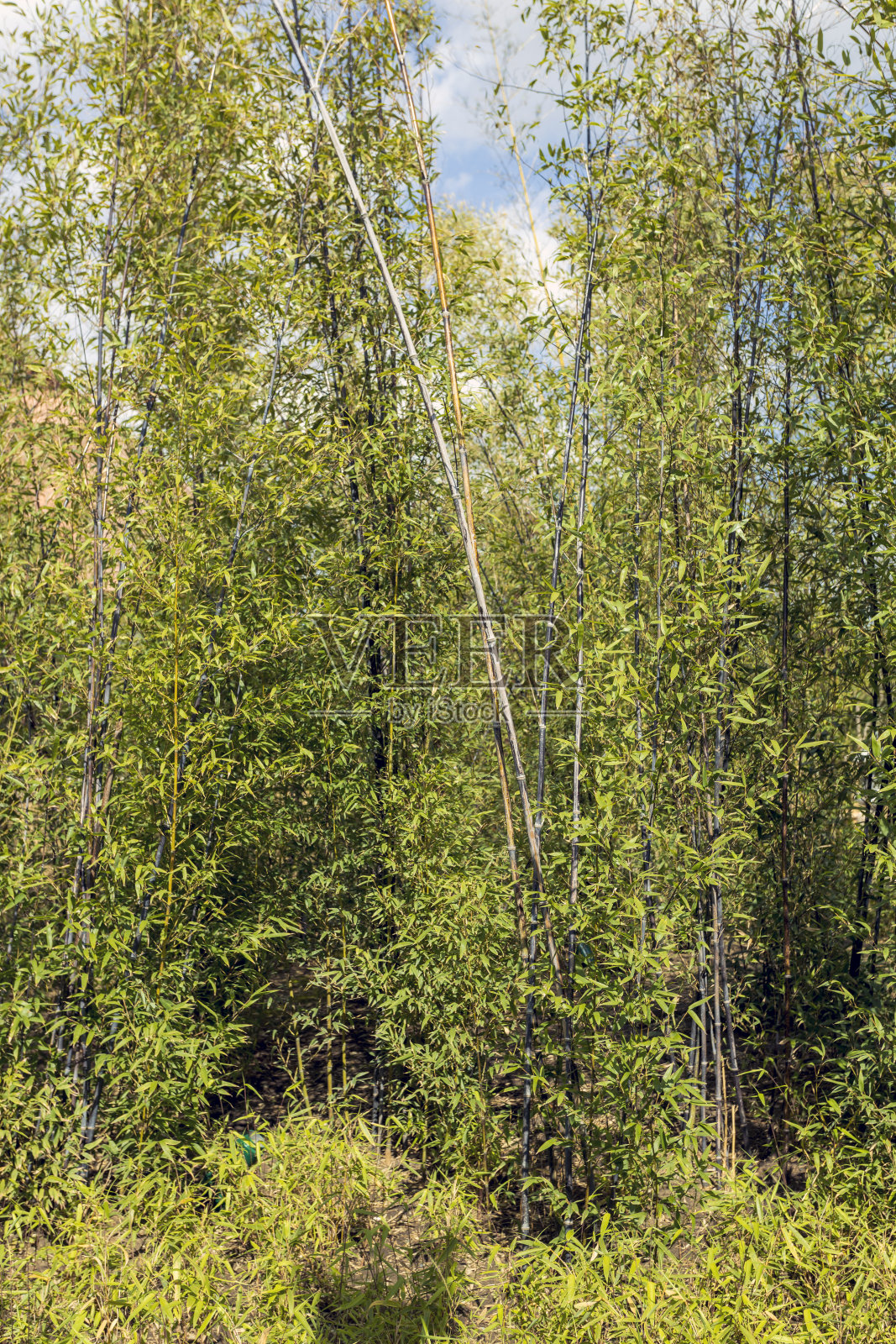 春天花园里的一株竹子的特写。照片摄影图片