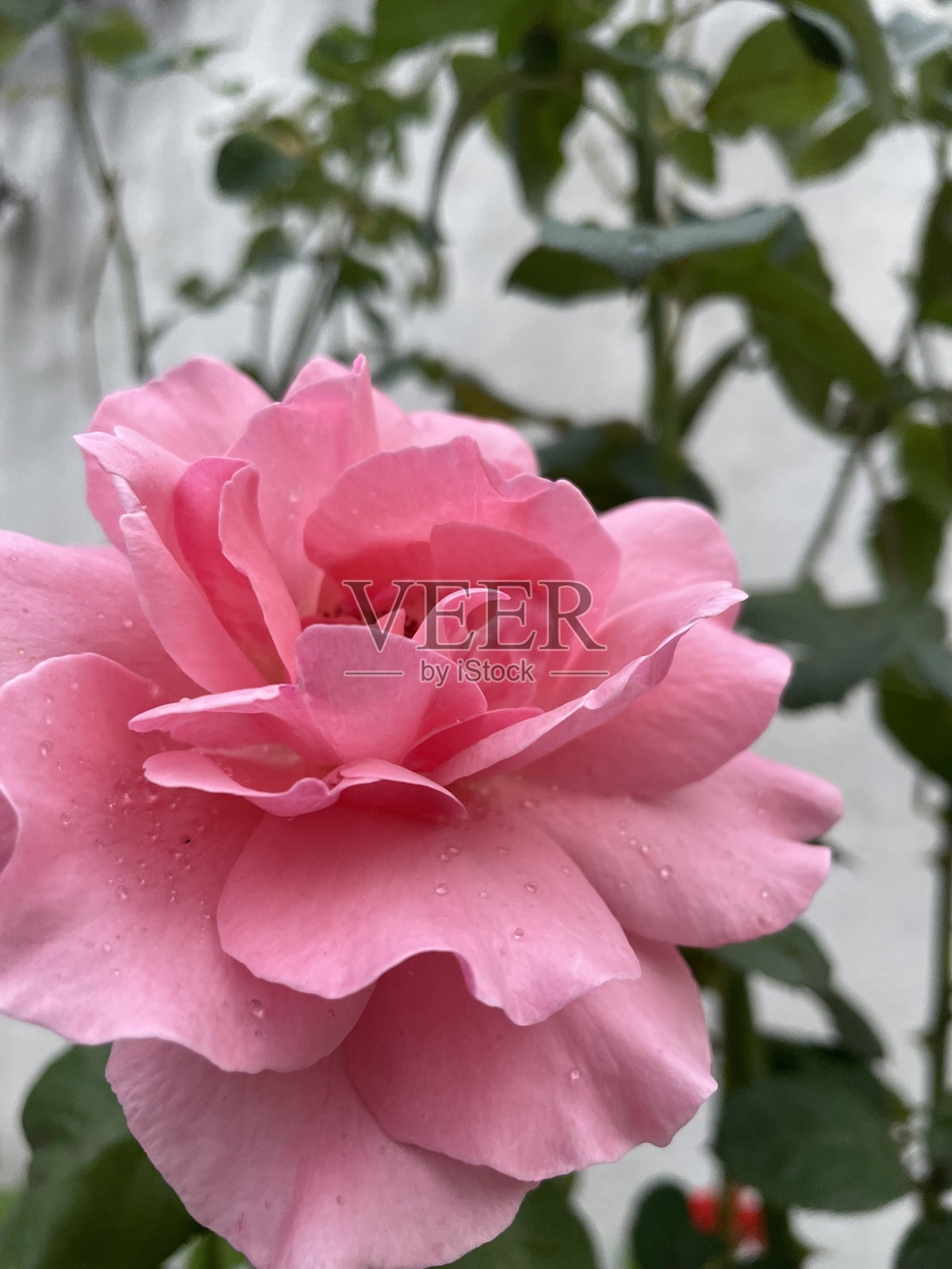 自然照片摄影图片