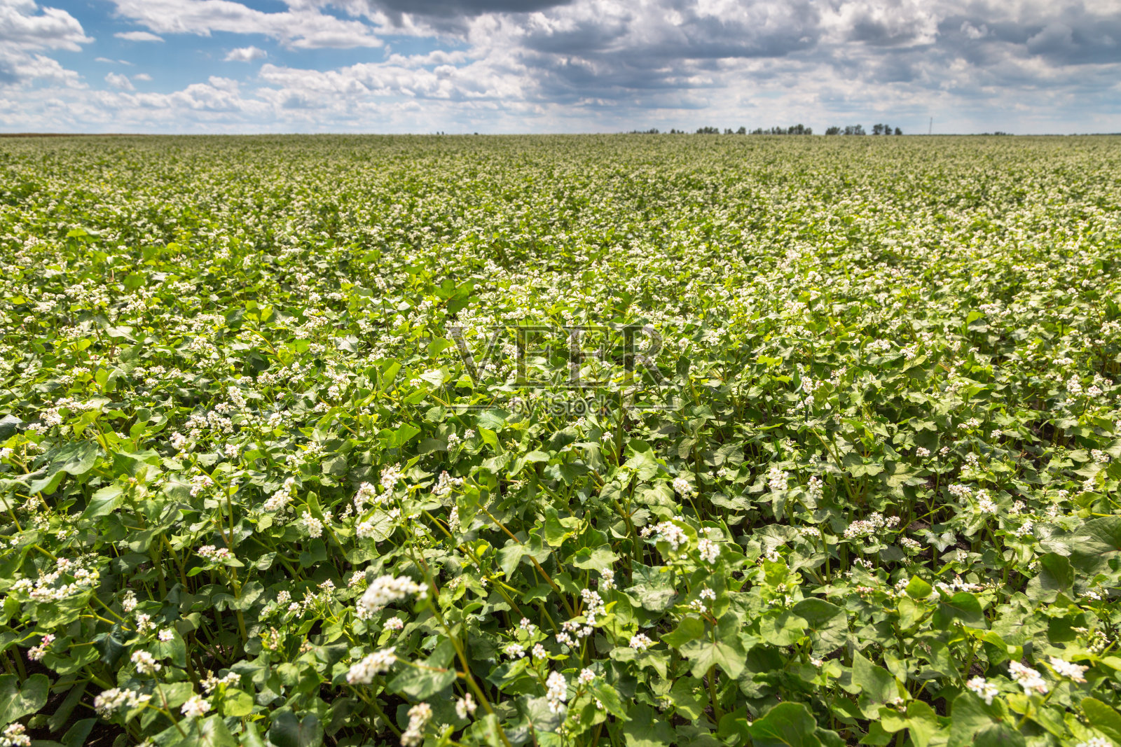 白荞麦花在田野上。盛开的荞麦。阳光明媚的夏日，荞麦田。照片摄影图片