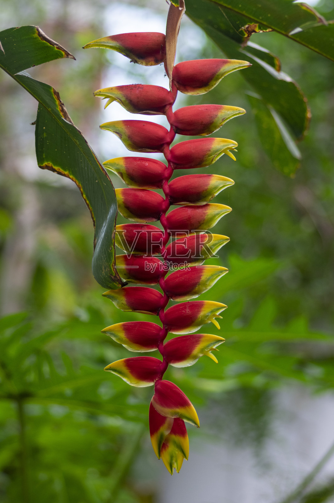 向日葵是一种奇特美丽的热带植物，正在开花，花红黄相间，叶绿照片摄影图片