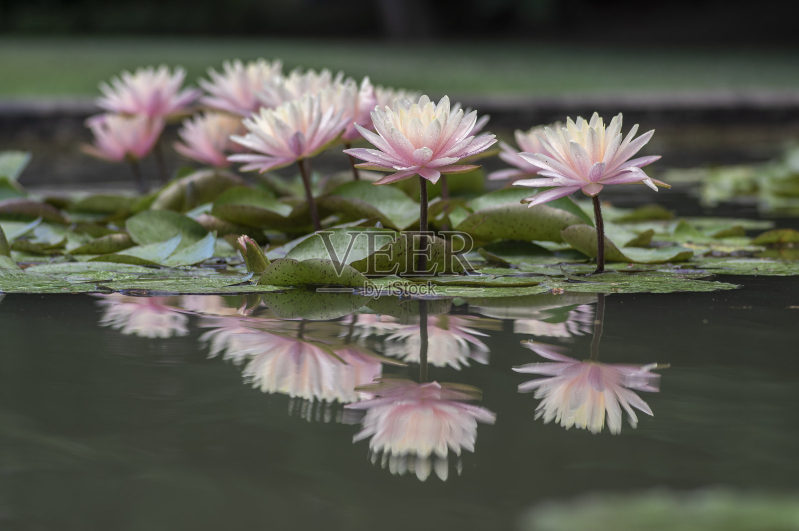 热带晚霞淡淡水花在池塘里绽放，绿叶绿叶，一群群淡粉色的睡莲开花照片摄影图片