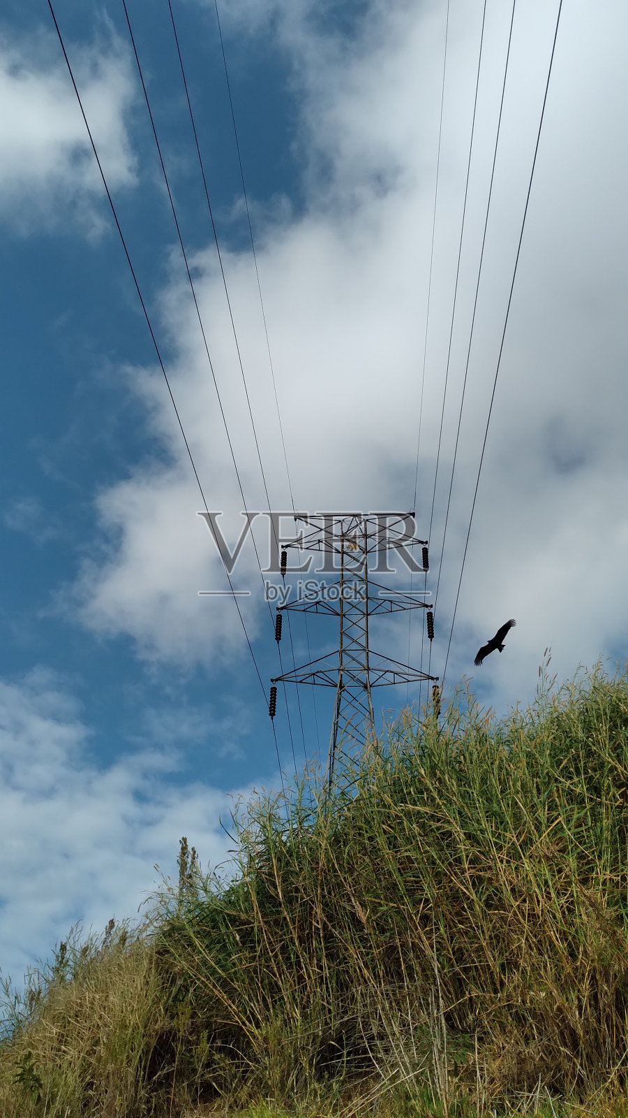 对称的线条和大黑鸟的飞行照片摄影图片